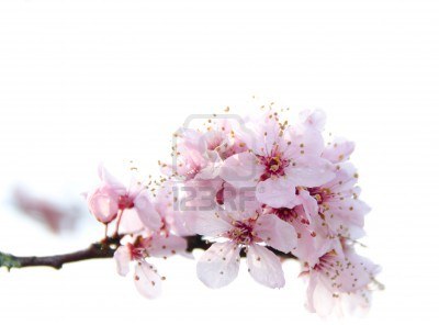 9130168-blooming-sakura-tree-branch-in-redmond--2011-5.jpg